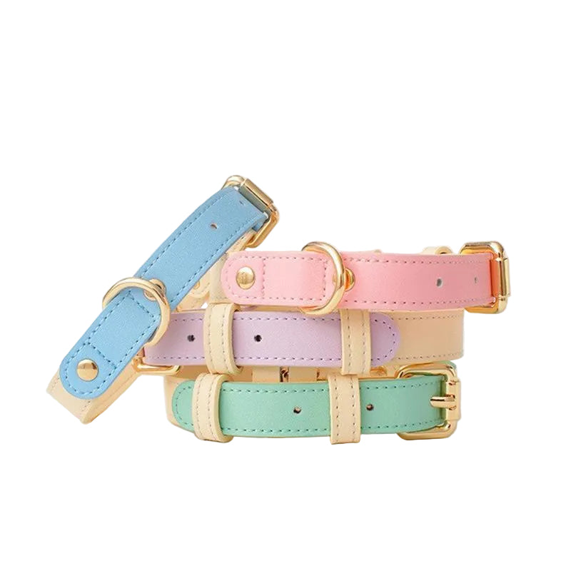 Chien portant le collier en cuir bicolore