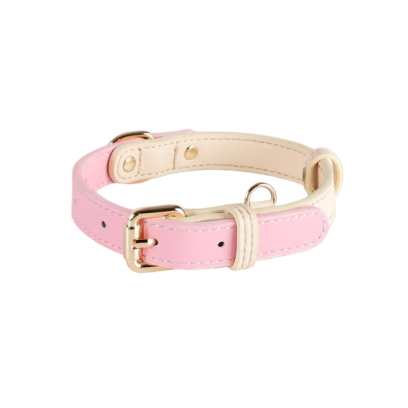 Collier en cuir bicolore pour petit chien porté